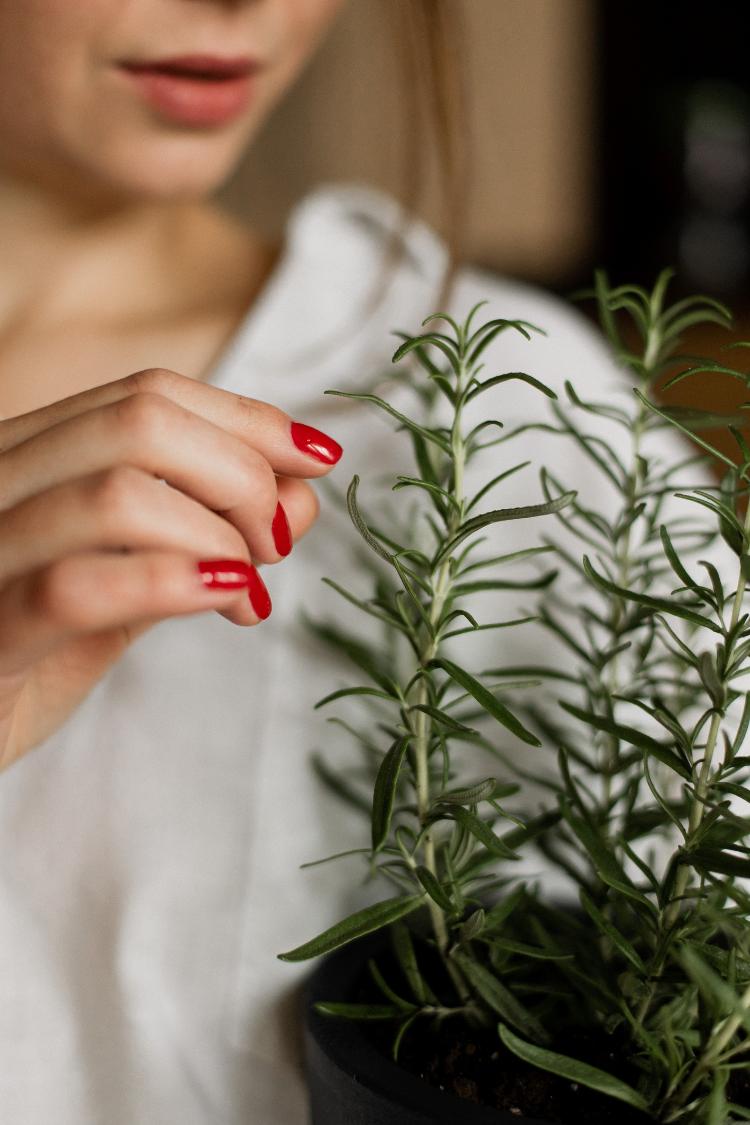 Cultivo de alecrim - Getty Images - Getty Images