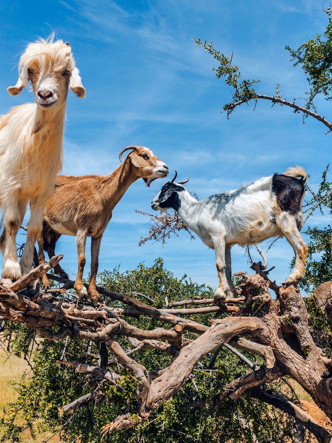 Cada Cabra Recebe O Seu CABRAS LEITEIRAS QUE DÃO ATÉ 6 LITROS DE