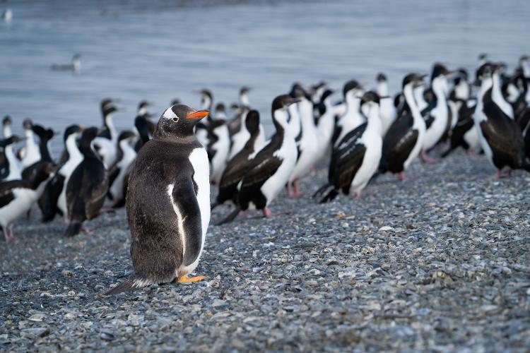Isla Martillo: cerca de 16 mil pinguins passam por aqui cada temporada