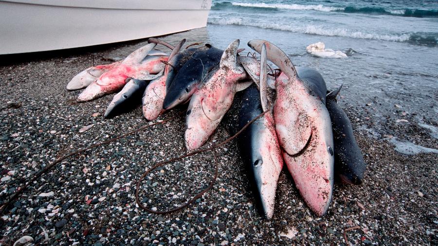 Portaria interministerial nº 30/2025 oficializa e regula a pesca do tubarão-azul (Prionace glauca) no Brasil Portaria interministerial nº 30/2025 oficializa e regula a pesca do tubarão-azul (Prionace glauca) no Brasil