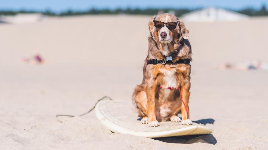 Pets precisam de cuidados durante o verão para evitar perigos à saúde - FatCamera/Getty Images/iStockphoto