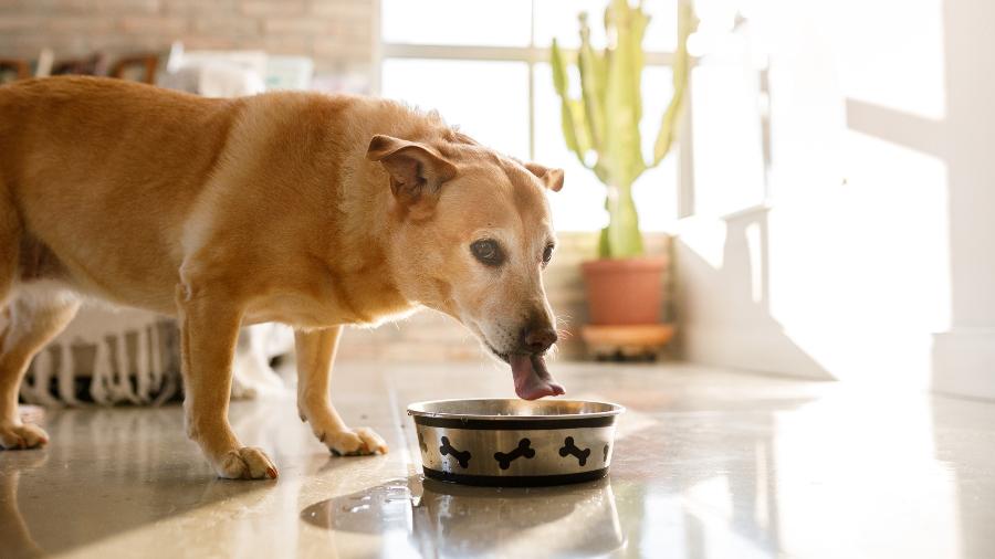 Garantir uma boa hidratação é fundamental para um cãozinho idoso Garantir uma boa hidratação é fundamental para um cãozinho idoso