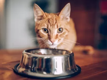 Deixe seu gatinho mais feliz e ativo com estes brinquedos na hora de comer