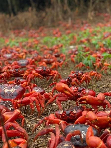 Os caranguejos formam um 'tapete vermelho' em estradas, quintais, praias e parques da cidade - Reprodução/Instagram - Reprodução/Instagram
