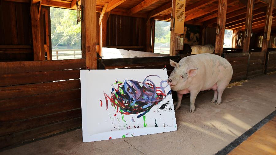 A porca "Pigcasso", famosa por pintar quadros - Sumaya Hisham/Reuters