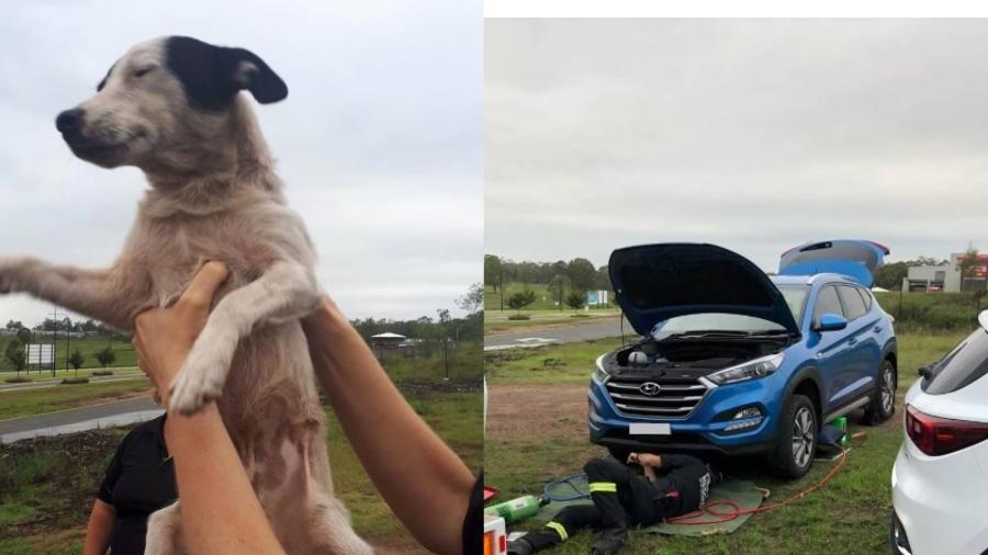 Cão é resgatado dentro de motor de carro - Divulgação