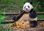 Ex-carnívoros: como os pandas conseguem sobreviver comendo apenas bambu? - Getty images