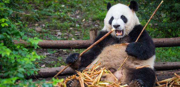 How did pandas become herbivores?  Discovery reveals the mystery – 03/07/2022