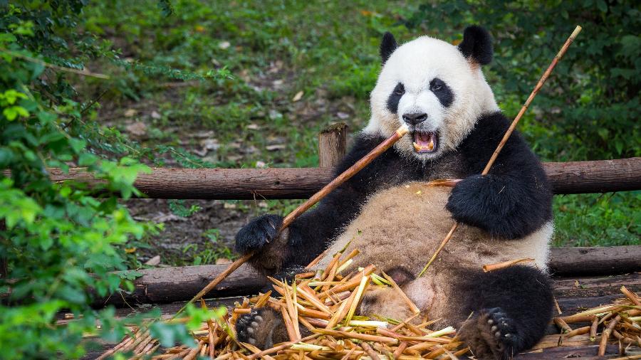Panda é uma espécie que desistiu de comer carne há milhões de anos - Getty images