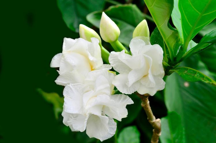 Flore de gardênia, vaso de gardênia, plantados, plantas - Getty Images/iStockphoto - Getty Images/iStockphoto