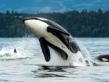 Moda no mar? Orcas voltam a usar 'chapéu de salmão' e intrigam cientistas