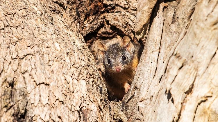 Antechinus