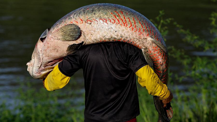 Pescador carrega pirarucu na RDS Mamirauá no Amazonas. o manejo do pirarucu no rio Juruá é um dos exemplos mais consolidados de colaboração entre cientistas e comunidades ribeirinhas Pescador carrega pirarucu na RDS Mamirauá no Amazonas. o manejo do pirarucu no rio Juruá é um dos exemplos mais consolidados de colaboração entre cientistas e comunidades ribeirinhas