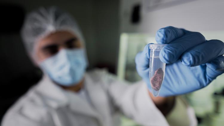 Pedaço da orelha de Leonço. O cultivo do tecido da orelha em laboratório gera 20 milhões de fibroblastos, células que são utilizadas para o processo de clonagem Pedaço da orelha de Leonço. O cultivo do tecido da orelha em laboratório gera 20 milhões de fibroblastos, células que são utilizadas para o processo de clonagem