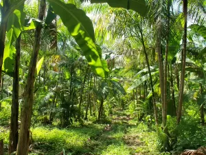 Plataforma de inteligência agroflorestal promete transformar setor