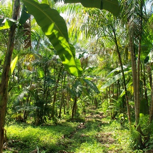 Agroflorestas crescem no Brasil combinando produção e conservação