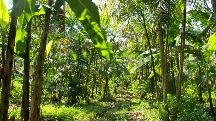 Agroflorestas contribuem para mitigar as mudanças climáticas