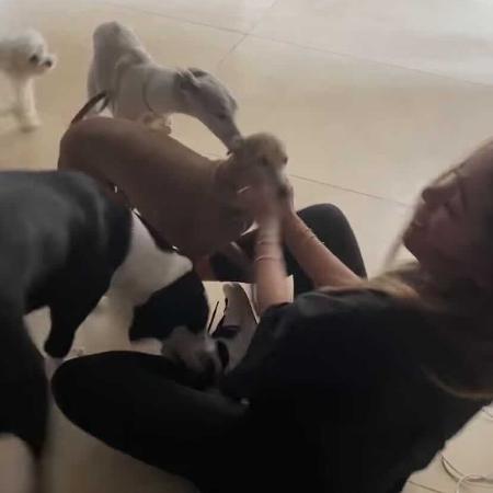 Anitta volta ao Brasil e reencontra animais de estimação - Reprodução/Instagram