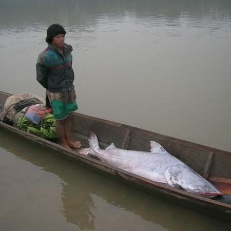 Imagem mostra dimensão de Piraíba e humano; espécie é gigante, mas cada vez menos fácil de ser vista na amazônia - Guido Miranda/WCS/Divulgação - Guido Miranda/WCS/Divulgação