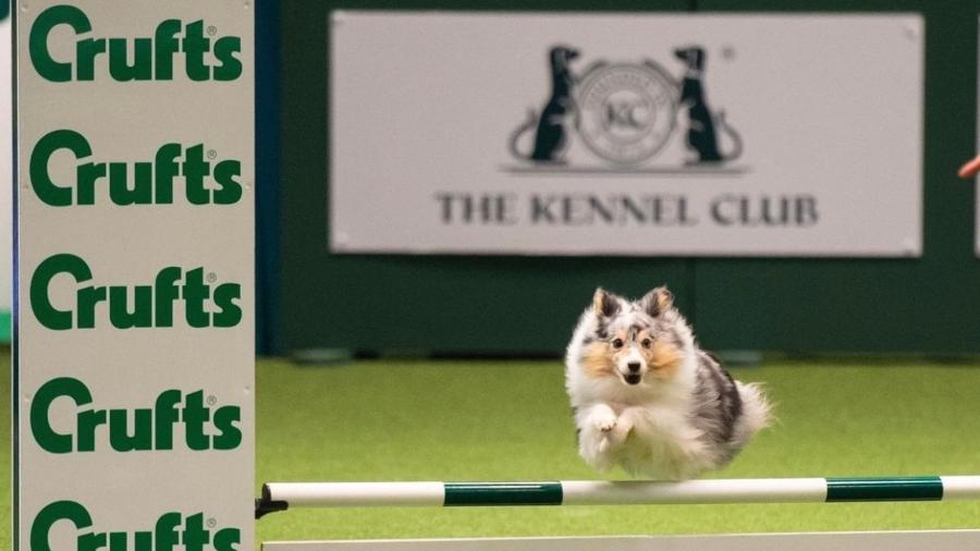 Um dos competidores durante o Crufts de 2022 - Reprodução/Instagram