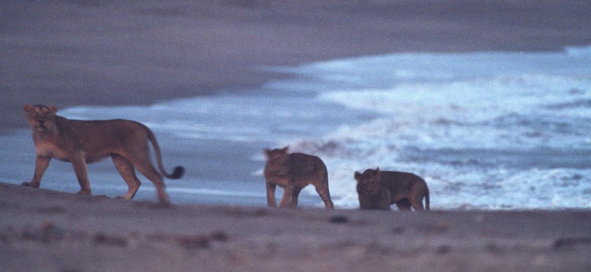 Leões nas praias de Gujarat, na Índia, se tornaram um fenômeno mais comum nos últimos anos - Philippe Caron/Sygma via Getty Images