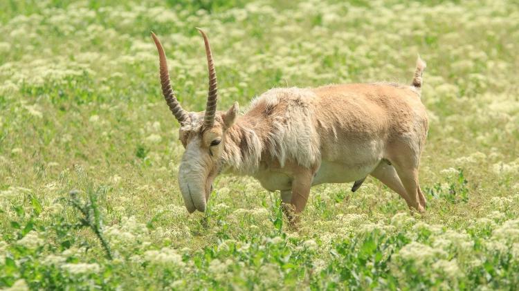 Aproximadamente do tamanho de uma cabra, medindo cerca de 70 cm, os saigas se alimentam de gramíneas, ervas e arbustos.