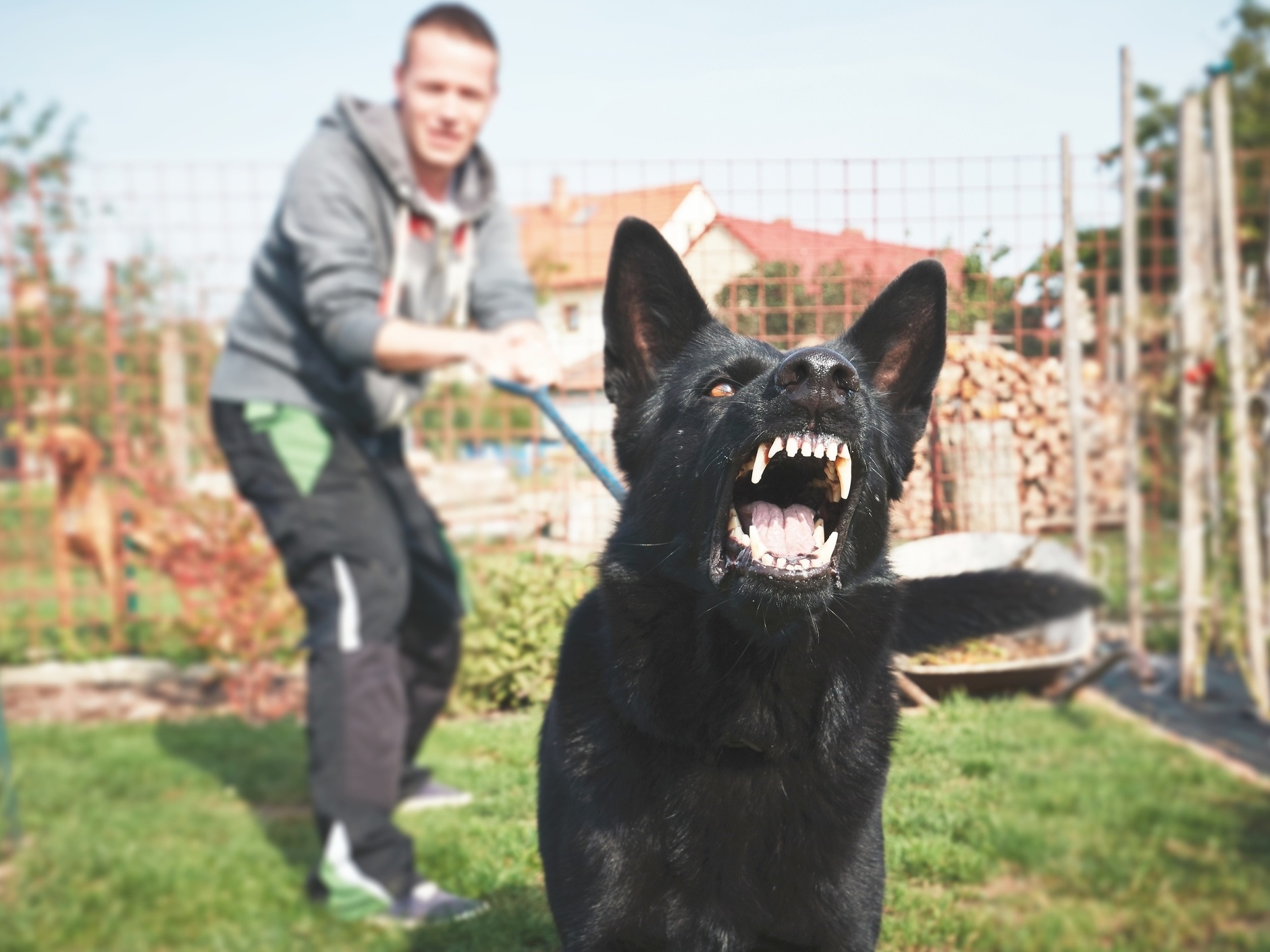 Conheça os 10 cães com as mordidas mais fortes do mundo, Comportamento