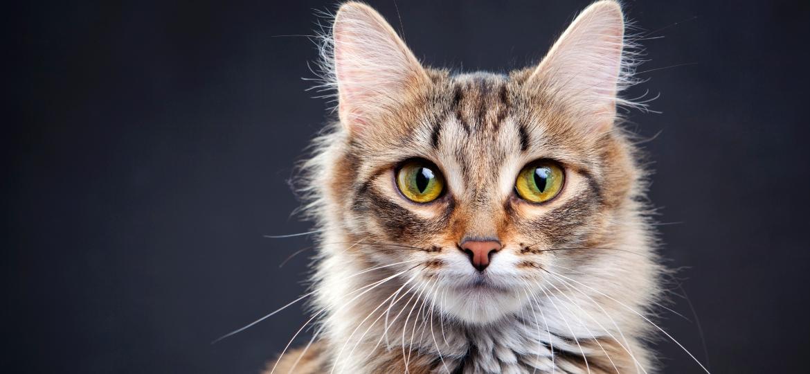 Gatos não são nada antipáticos e sabem como mostrar amor pelos donos - Getty Images/iStockphoto