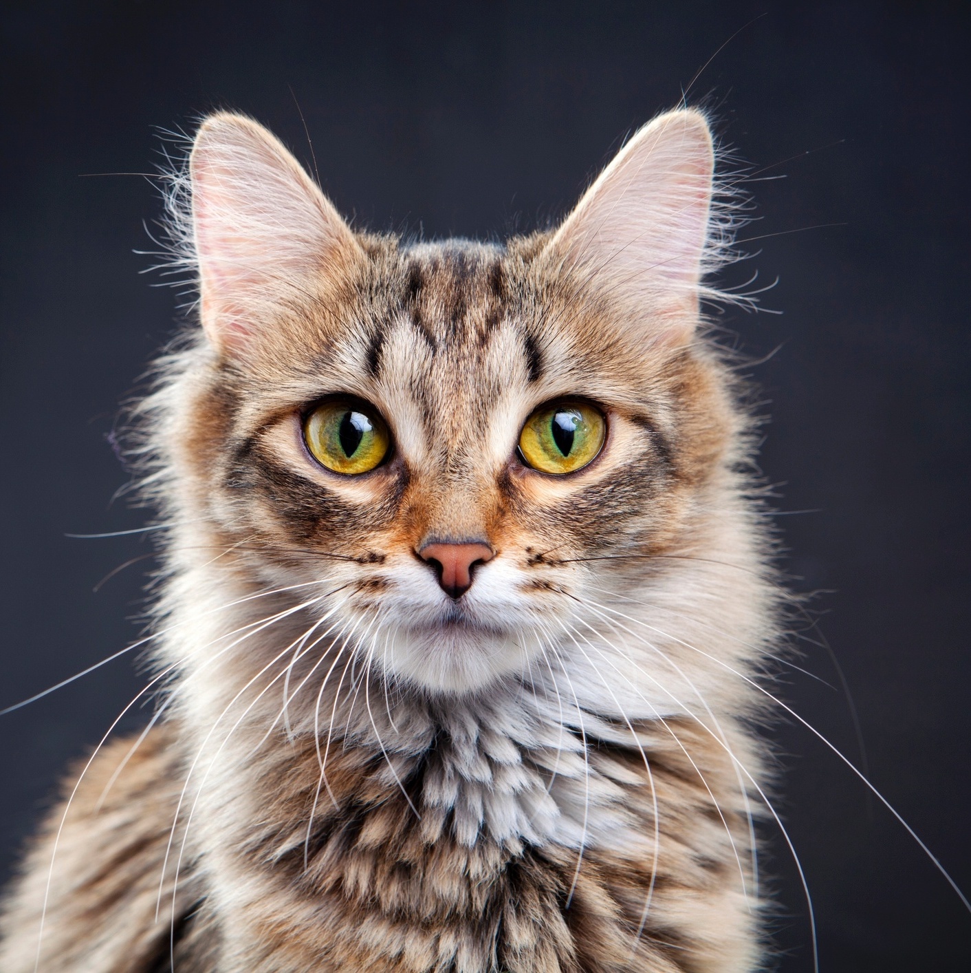 Gatos pretos: entenda o estigma que leva sofrimento a estes animais até  hoje - Pets - Diário do Nordeste