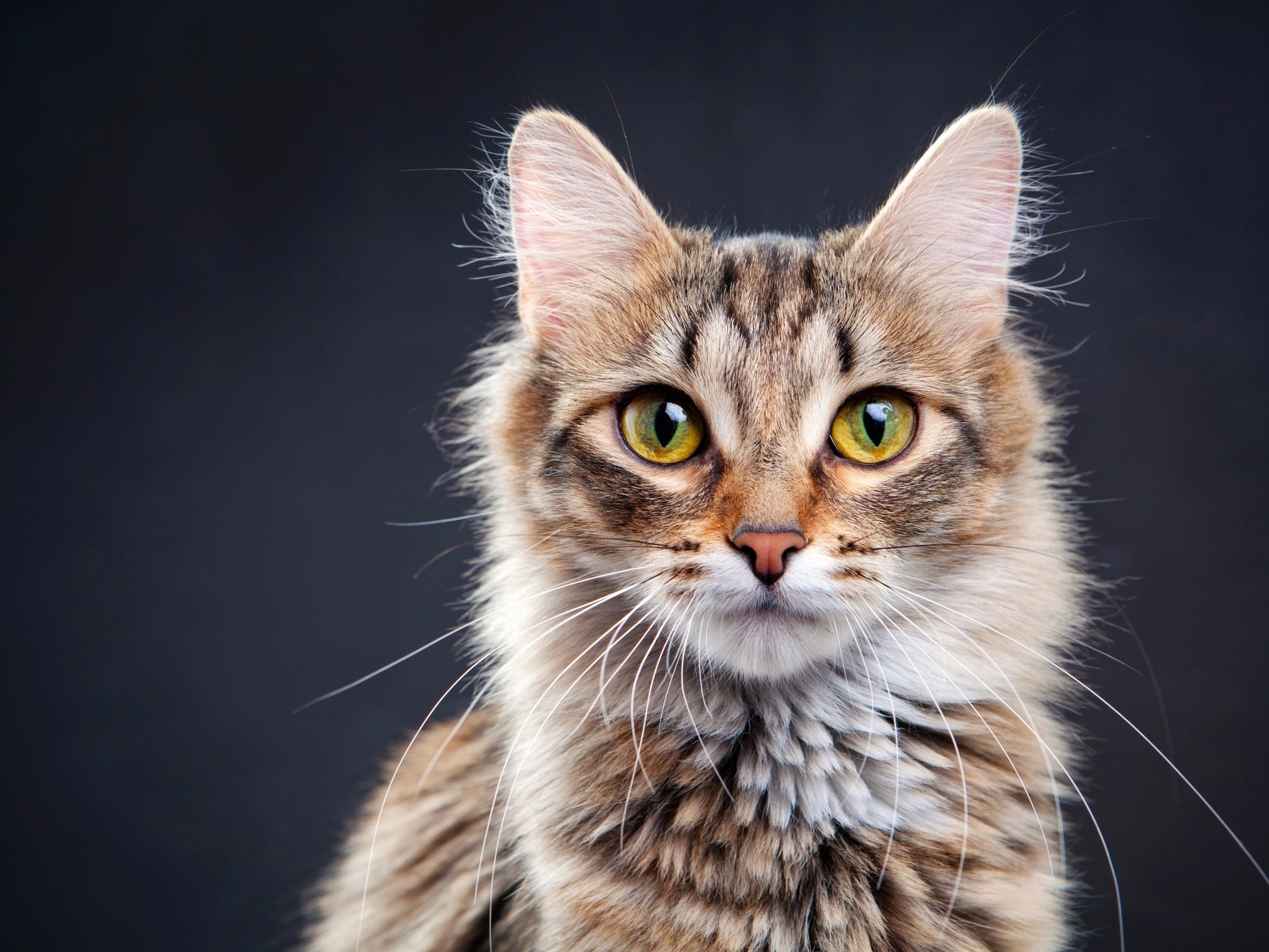 Gatos Maine Coon usam caixa de areia?