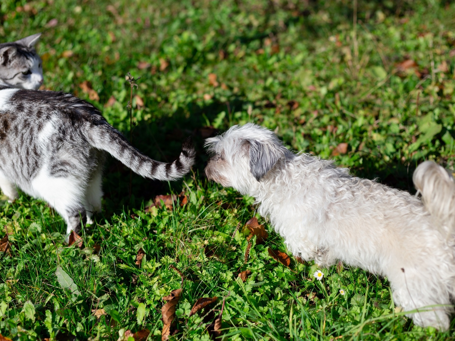 Glândulas inflamadas podem causar dor e sofrimento aos animais; como cuidar  - 28/04/2022 - UOL Nossa