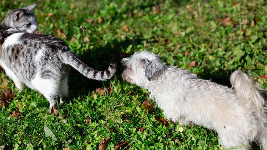 Glândulas são responsáveis pela identificação dos bichinhos, mas podem trazer problemas - Getty Images/iStockphoto