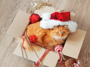 Natal dos 'gateiros': 30 opções de presentes para quem ama felinos
