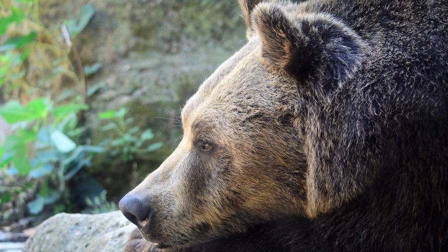 Urso pardo deitado Urso pardo deitado