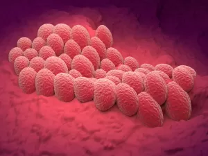  Câncer de endométrio: bactérias poderão levar a um teste de farmácia