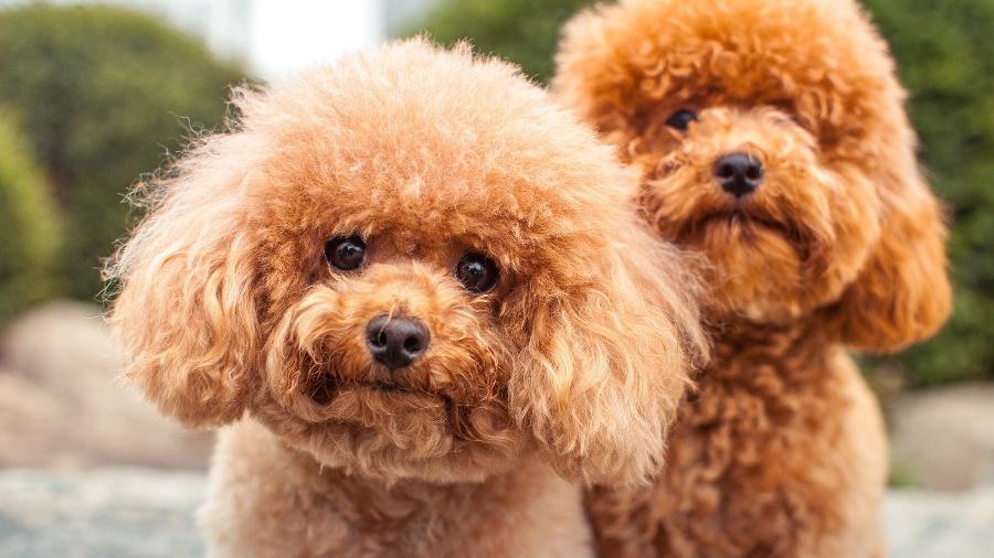 Versão miniatura do poodle vive, em média, de 13 a 16 anos Versão miniatura do poodle vive, em média, de 13 a 16 anos