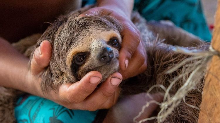  Uma preguiça-comum (Bradypus variegatus) sendo exibida para turistas em Manaus, no Amazonas