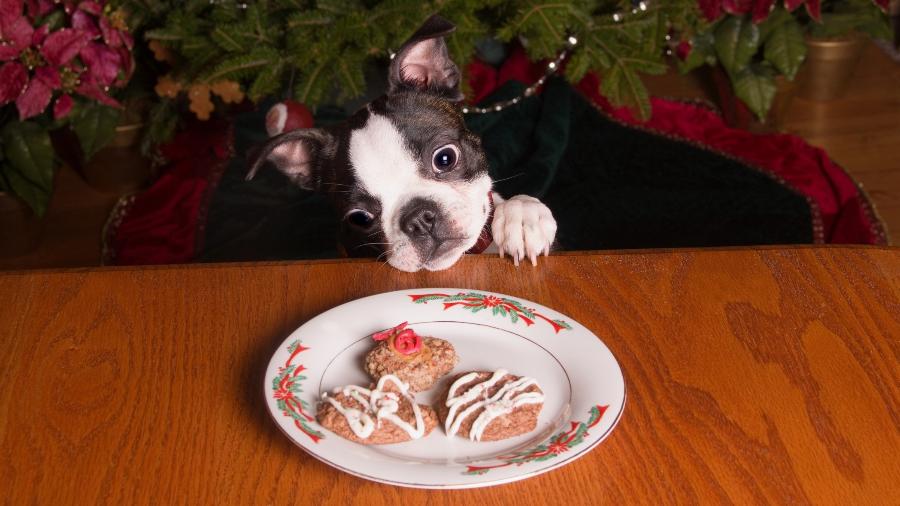 Cachorros costumam xeretar comidas e decorações de Natal  - iStock