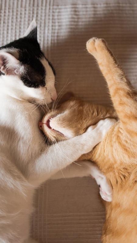 Além do gato preto: outras cores dos felinos têm significados espirituais -  31/08/2022 - UOL Universa