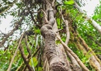 MPF pede revisão de regras para ayahuasca e consulta a povos indígenas
