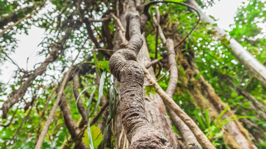 Estudos têm caráter experimental e preliminar; ayahuasca não é aprovada para o tratamento da depressão - Natalia Plankina/Getty Images/iStockphoto