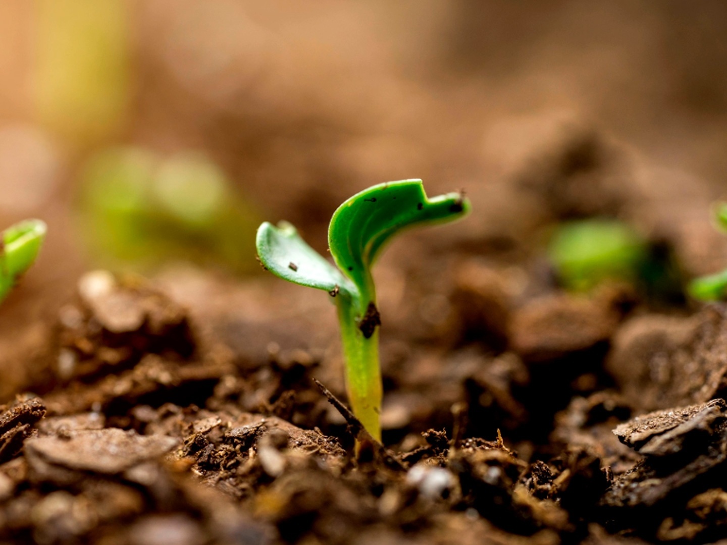 Crise de fertilizantes russos pode ser resolvida com 'pó mágico' brasileiro
