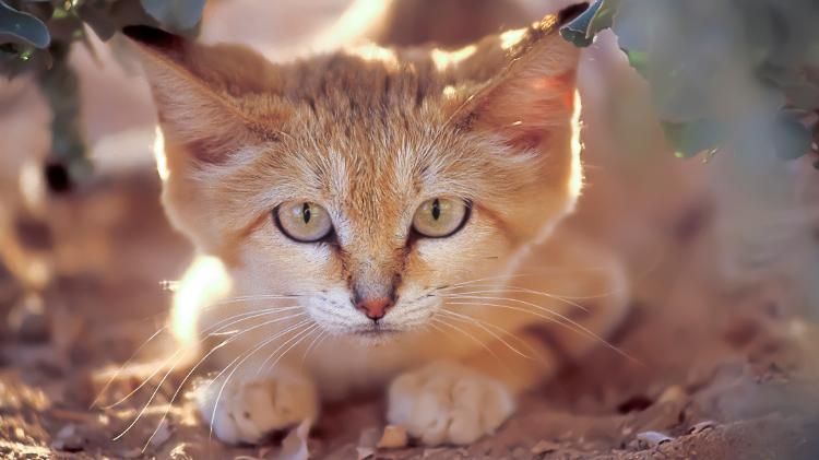 Gato do deserto - Getty Images/Science Photo Libra - Getty Images/Science Photo Libra