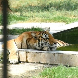 Sibéria sufoca com calor de quase 40ºC