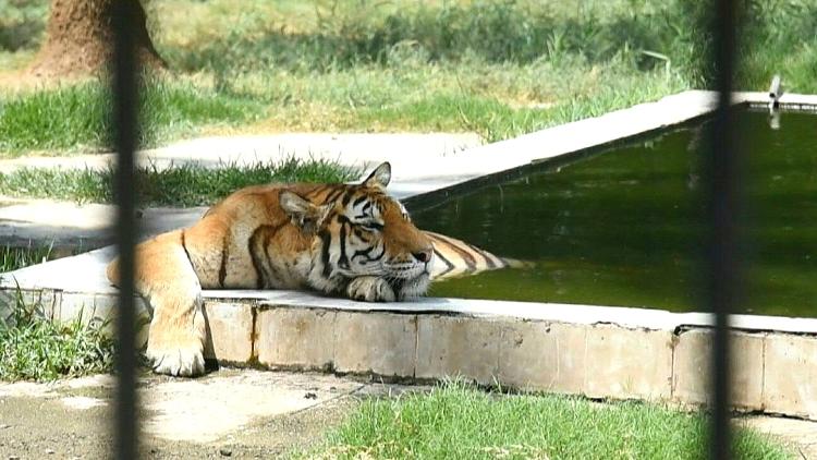 Situação crítica: tigre sob calor insuportável do zoo de Bagdá