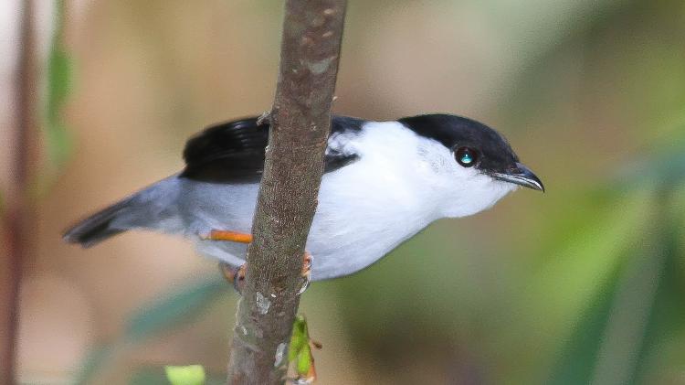 A rendeira (Manacus manacus) é uma das aves que desapareceu das florestas de João Pessoa.