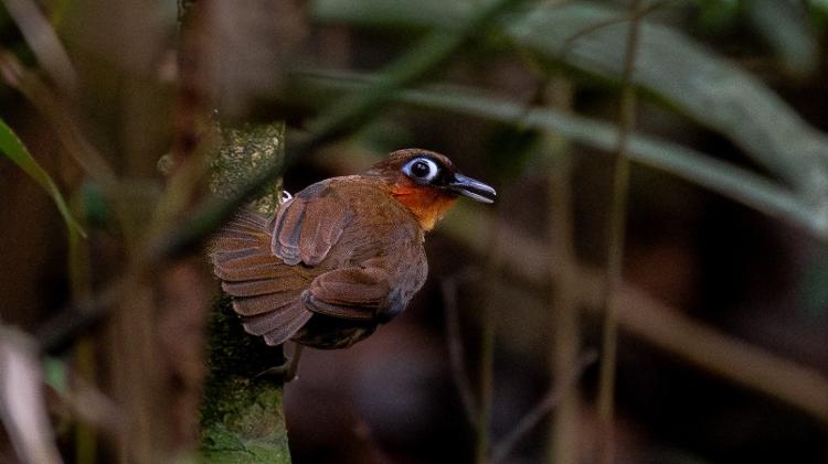 Mãe-de-taoca-de-garganta-vermelha (Gymnopithys rufigula) Mãe-de-taoca-de-garganta-vermelha (Gymnopithys rufigula)