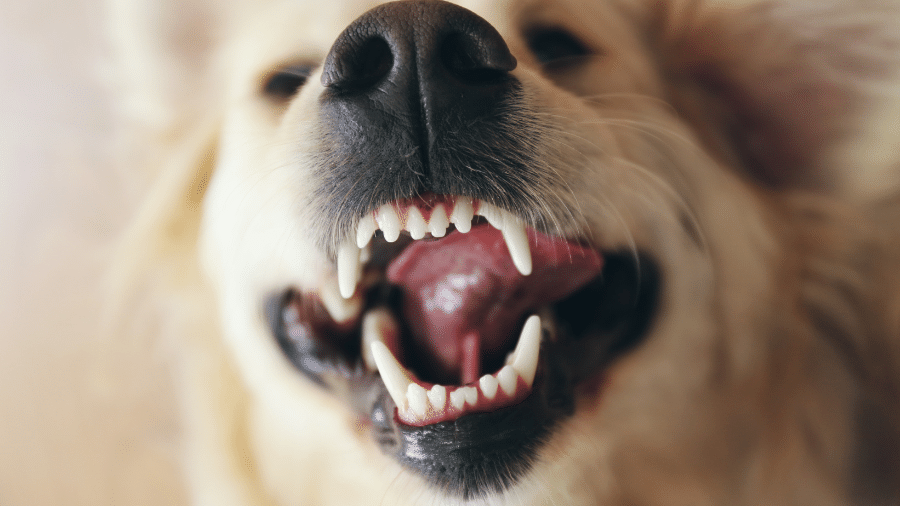 Dois cães da mesma raça podem reagir de formas totalmente diferentes à mesma visita Dois cães da mesma raça podem reagir de formas totalmente diferentes à mesma visita