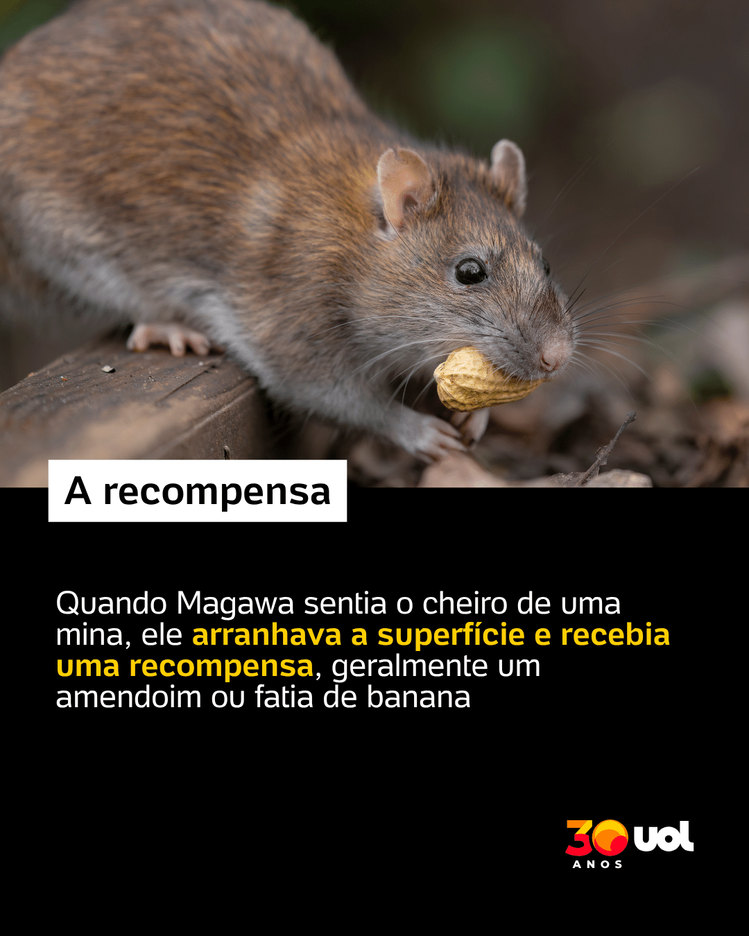 Magawa, rato herói que ganhou homenagem no Camboja - undefined