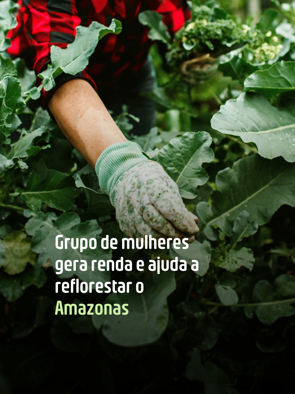 Com SAFs, grupo de mulheres gera renda e ajuda a reflorestar o Amazonas